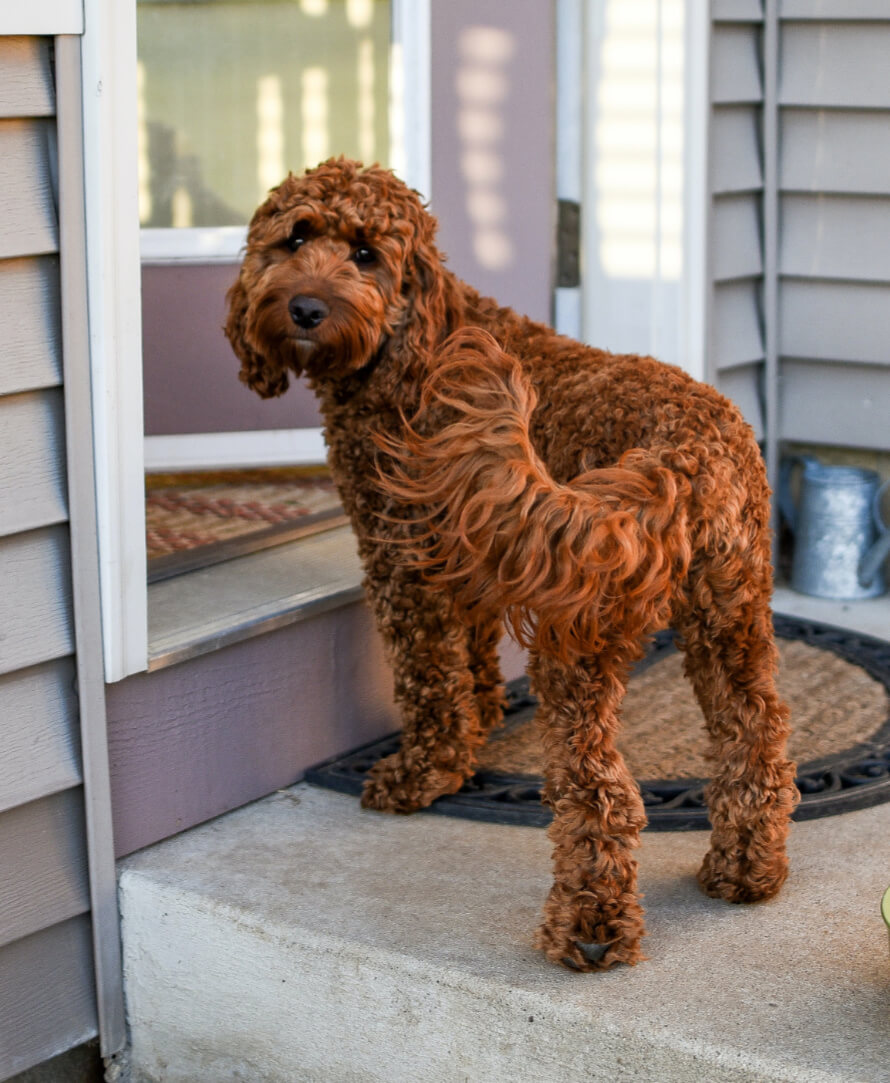 labradoodle kiskutya